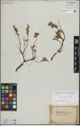 Foto von Salix repens L.